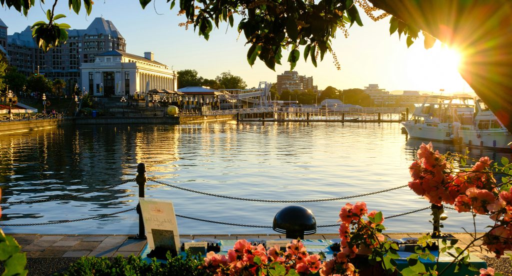 Glowing harbor views framed by flowers in Victoria, British Columbia.