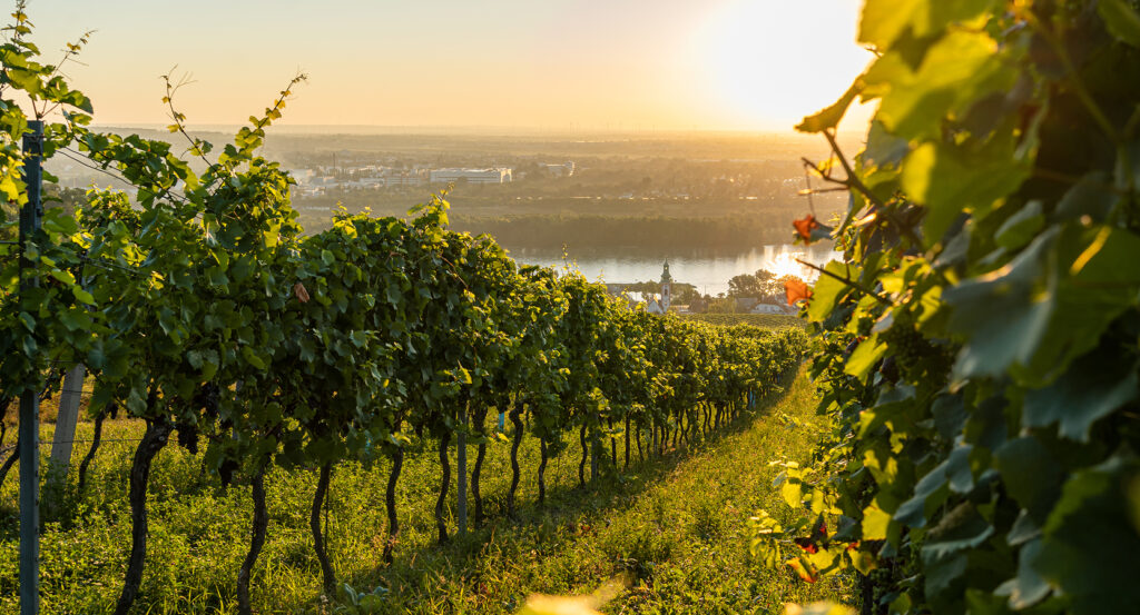 Vineyard in Vienna overlooking the Danube River at sunset.