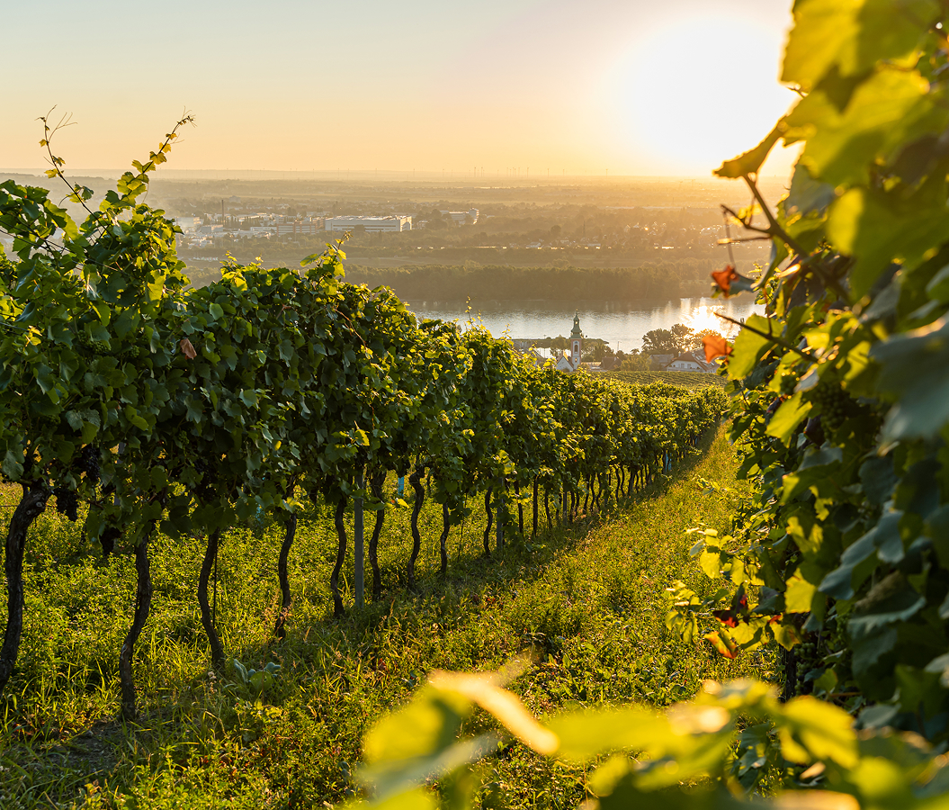 5 fascinations about Vienna