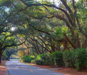 Winding road beneath a canopy of oak trees draped in Spanish moss on Hilton Head Island.