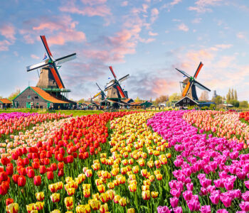 Colorful tulip fields in bloom with traditional Dutch windmills in the Amsterdam countryside.