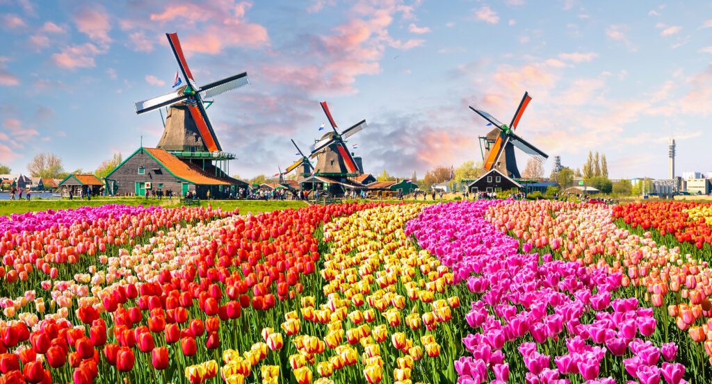 Scenic view of tulip fields and windmills at sunset near Amsterdam.