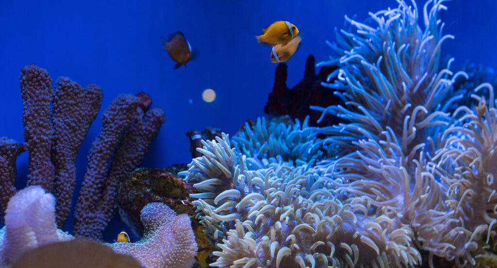 Underwater tunnel at Shanghai Ocean Aquarium