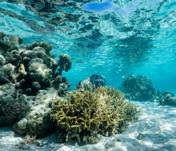 Colorful coral reef and tropical fish at Coral Gardens in Bora Bora