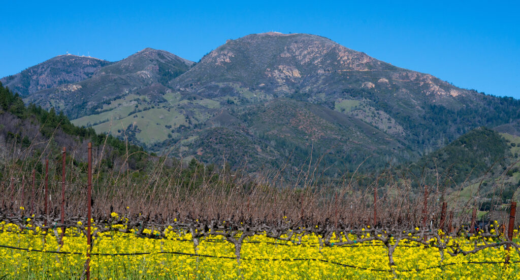 Scenic view of Mount Saint Helena with wildflowers in Napa