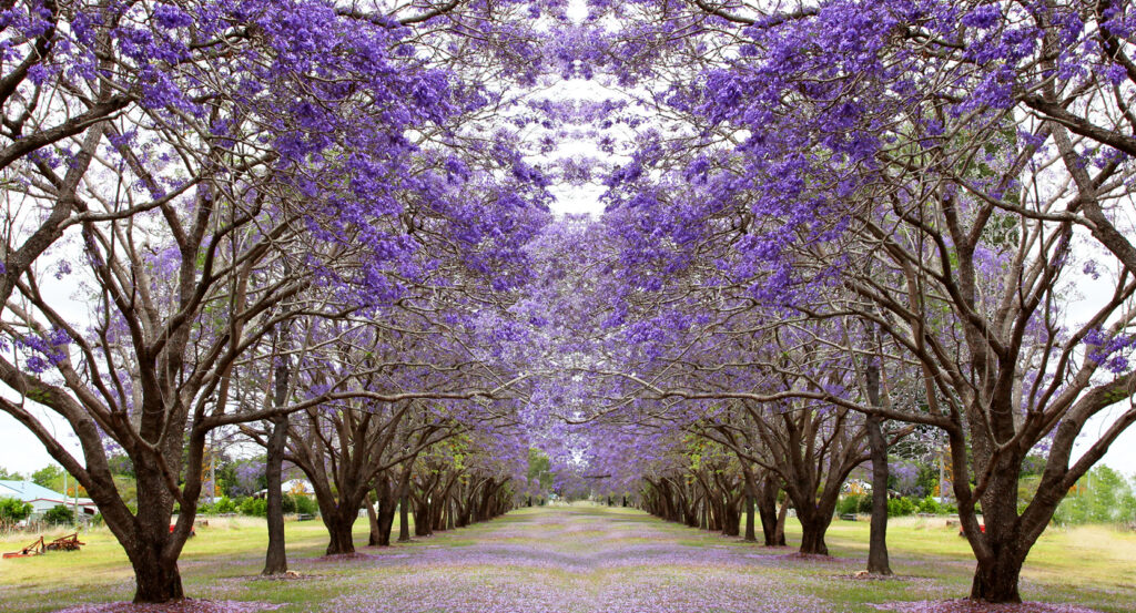 New Farm Park Brisbane with purple blossoms and city skyline