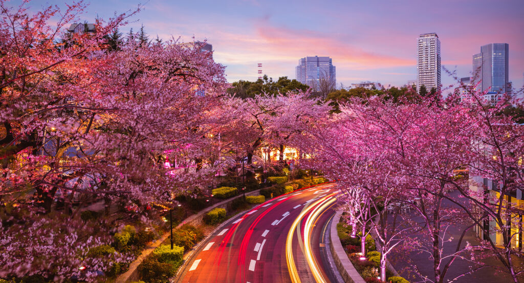Illuminated cherry blossom trees along the streets of Roppongi Midtown Tokyo
