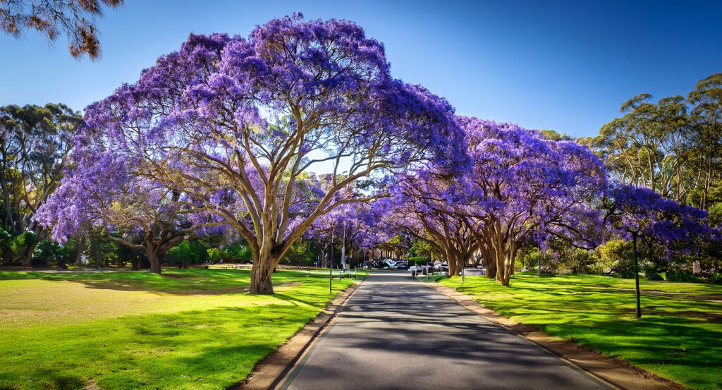 Path lined with flowering purple jacarandas in Sydney’s Royal Botanic Garden