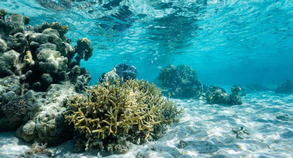 Underwater view of Coral Gardens in Bora Bora with coral formations and clear water