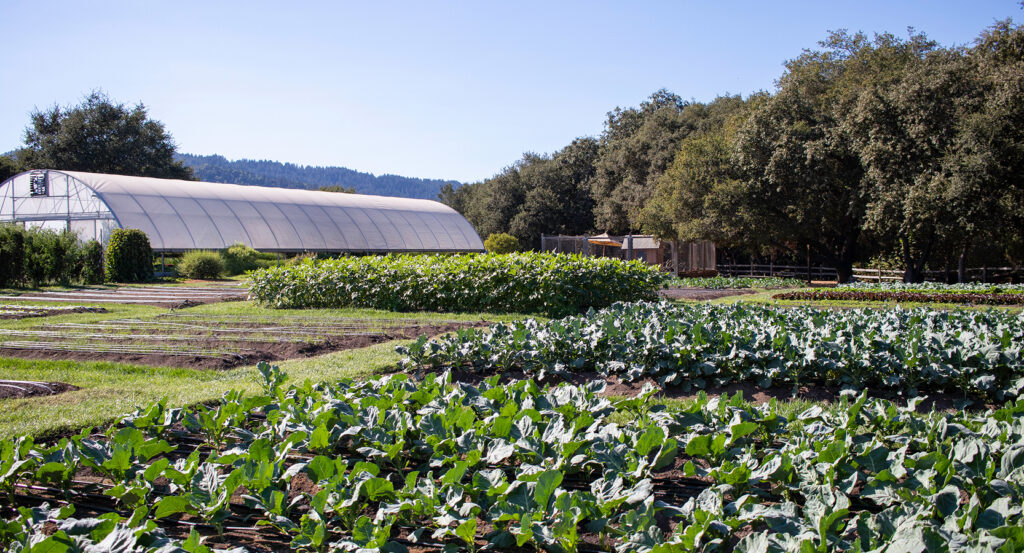 Greenhouse and crops at the French Laundry Garden in Napa Valley