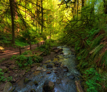 Shaded forest trail in Portland’s Forest Park with stream, ferns, and tall evergreens.