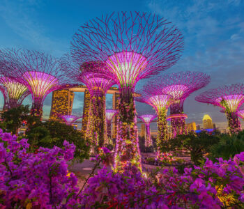 Supertree Grove illuminated at Gardens by the Bay in Singapore