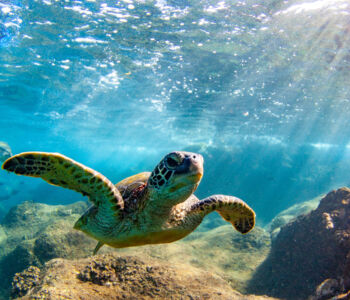 Sea turtle gliding through clear turquoise water over a rocky ocean floor as sunlight beams down.